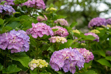 紫系の紫陽花の花々