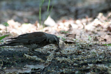 Fieldfare sitting in green grass eating a worm