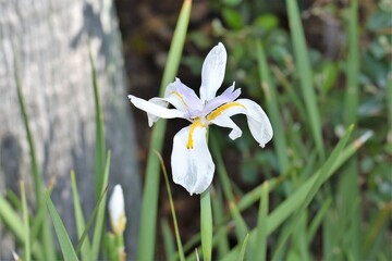 White African Iris Flower