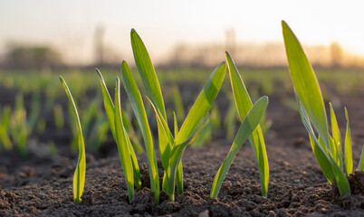 Sprouts of young barley or wheat that have just sprouted in the soil, dawn over a field with crops.