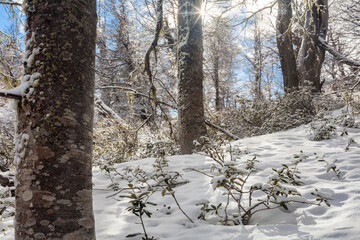 snow covered trees forest