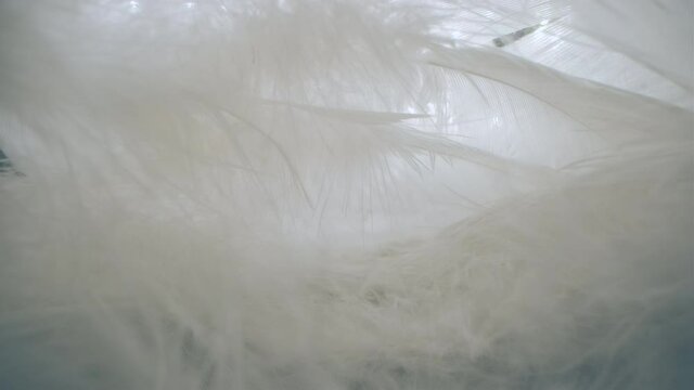 Inside the feathers of an animal close-up. Soft bird fluff.