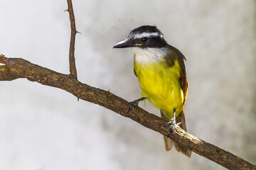 Bem Te Vi IMG_7612