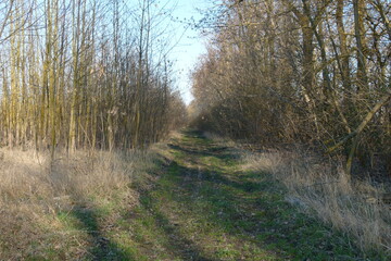 path in the woods