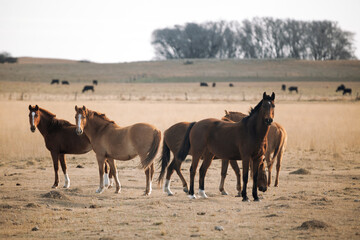 wild horses in the field