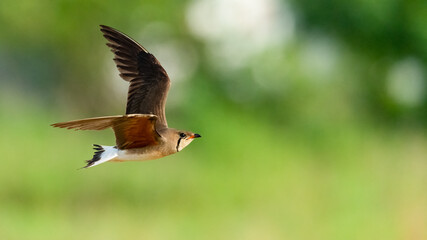 Oriental Pratincole in flight isolated on blurred green  background
