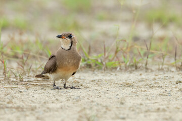 Oriental Pratincole sitting on its knees looking into a distance