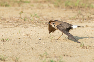 Oriental Pratincole walking and stretching its wings