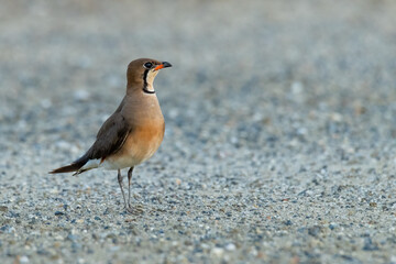 Oriental Pratincole standing on gravel  ground looking into a distance