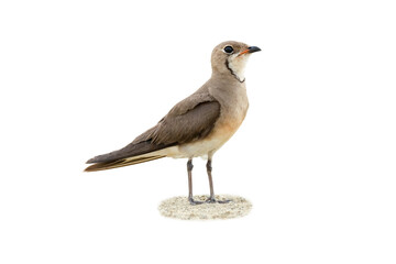 Oriental Pratincole standing isolated on white background