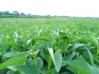 Asian kale vegetable garden