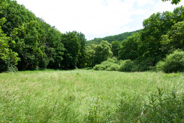meadow landscape in the middle of Europe with many green trees, grasses and bushes