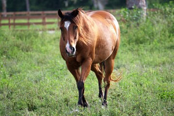Beautiful brown horse in pasture close up