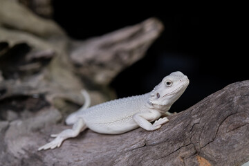 bearded dragon on ground with blur background