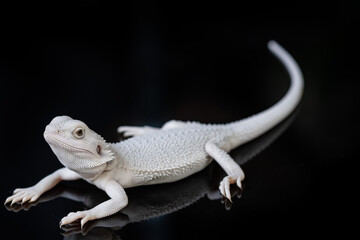bearded dragon on ground with black background