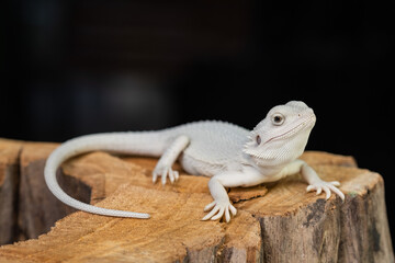 bearded dragon on ground with black background