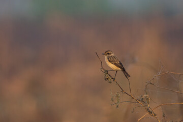 Common Stonechat (Saxicola torquatus) sits on a tree. seen in a India