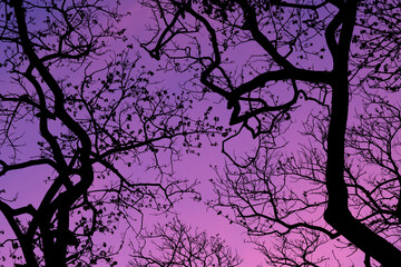 Silhouette trees with beautiful sky background, forest