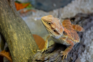 bearded dragon on ground with blur background