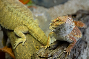 bearded dragon on ground with blur background