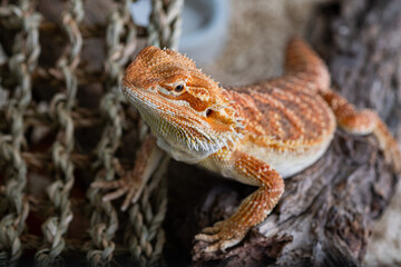 closeup bearded dragon on ground with blur background