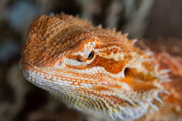 closeup bearded dragon on ground with blur background