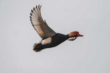 Beautiful adult male Red-crested pochard flying. seen in a India.