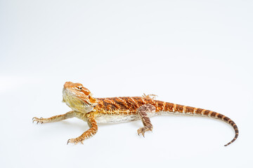 Naklejka premium bearded dragon on white background