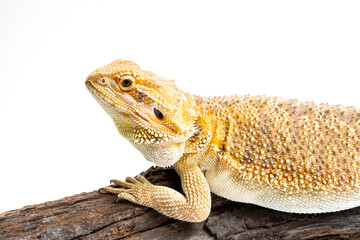 bearded dragon on white background