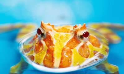 closeup argentine horned frog with blur background