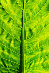 green leaves wall background, leaf wall nature background
