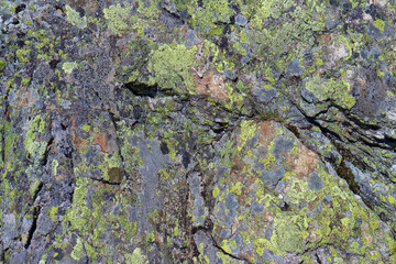 Grüne Flechten auf Granit