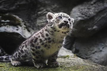 Gordijnen Snow leopard kitten © Sangur