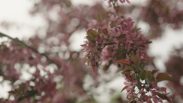 Slow motion gimbal shot of dark pink apple flowers on a young tree closeup