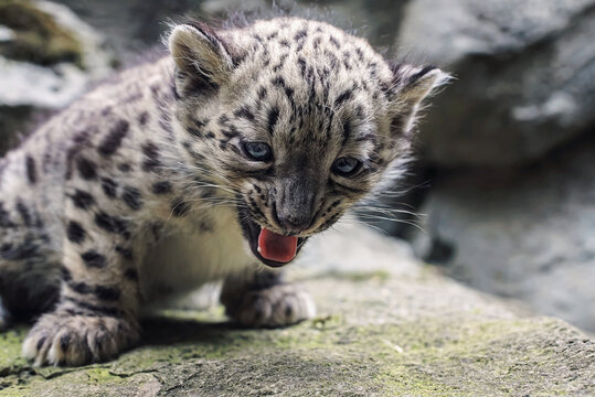 Snow leopard kitten