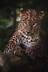Fototapeta na wymiar Ceylon leopard detail portrait