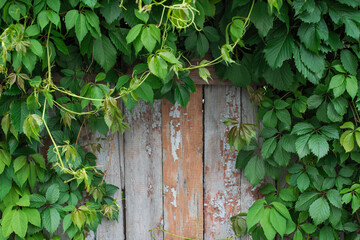 Old wooden fence covered with green ivy.
