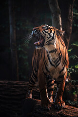 Sumatran tiger detail portrait