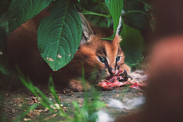 Kitten caracal in portrait