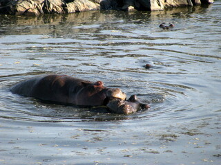 Fototapeta na wymiar hippopotamus Serengeti National Park Tanzania