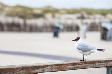 black-headed gull on the beach of Norderney 