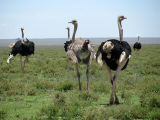Masai ostrich Serengeti National Park Tanzania
