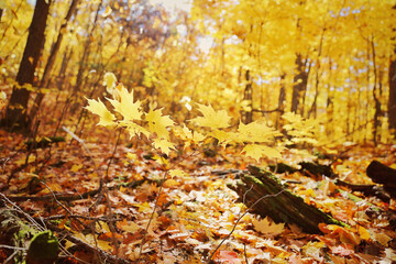 autumn leaves on the ground