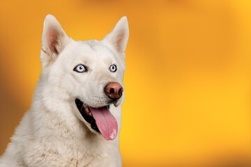 Dog.