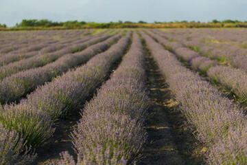 Blooming lavender field in countryside