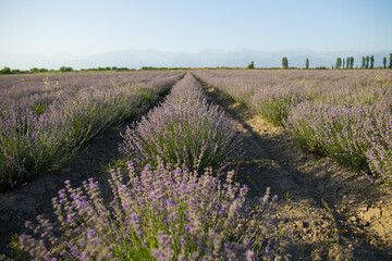 Blooming lavender field in countryside