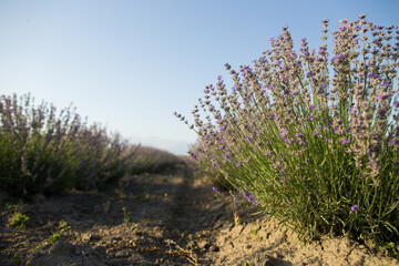 Obraz premium Blooming lavender field in countryside