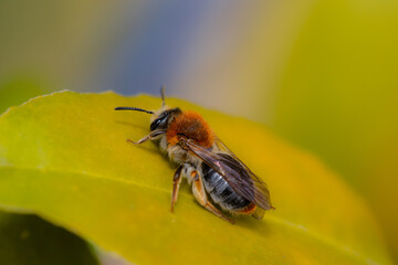 Early Mining Bee