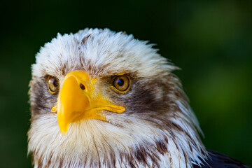 Fototapeta premium Seeadler