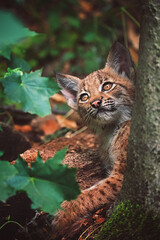 Obraz premium Eurippean lynx kitten in forest
